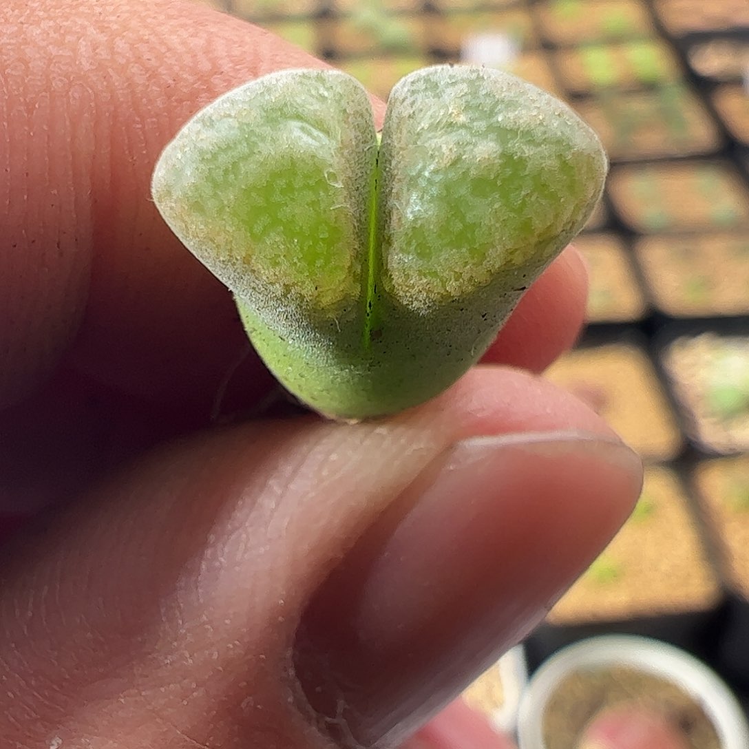 0000879 一物一拍1793流沙