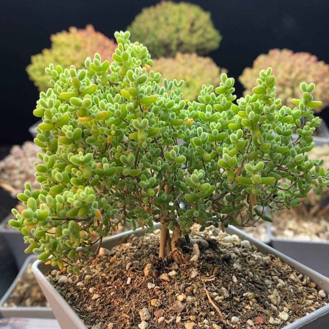 661蜜橘糖球，10厘米盆