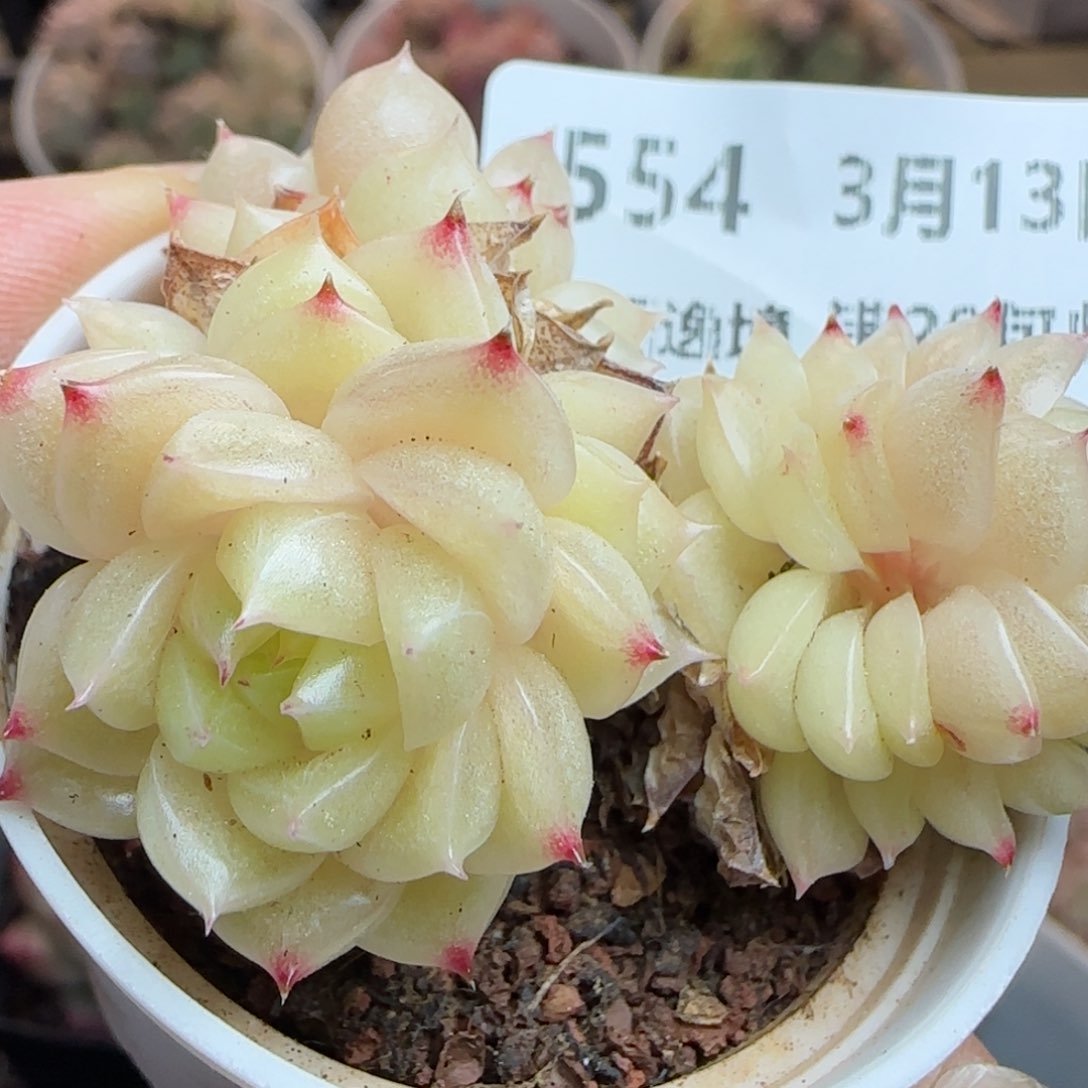 花语逸镜0313-554散