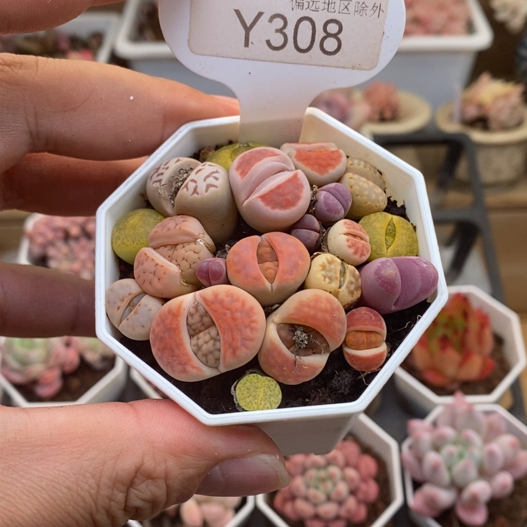 0308生石花6.5厘米