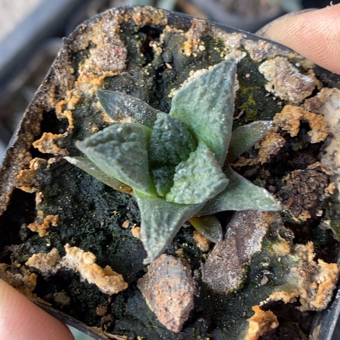 实生哥怒福利福利福利