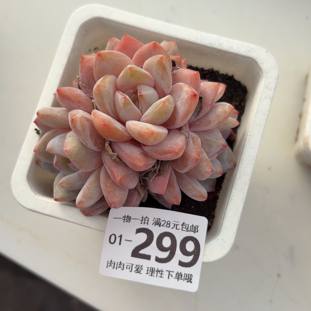 棒***）橙梦露无盆土发货