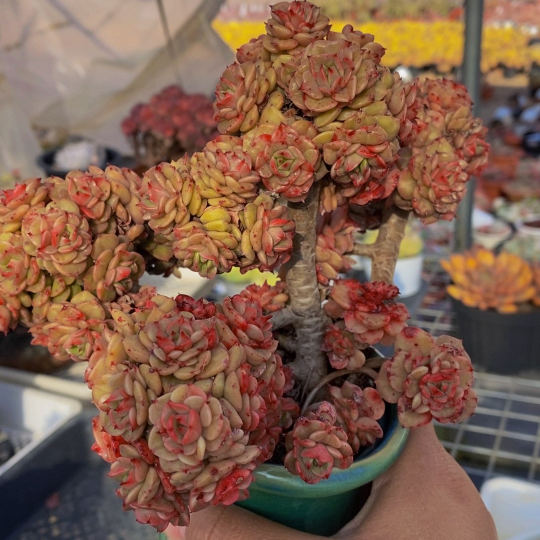 黄金蜡牡丹160杯多肉