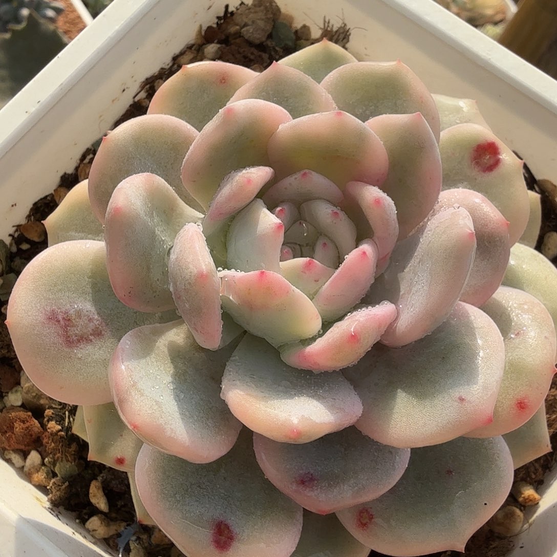 橙梦露锦，多肉植物