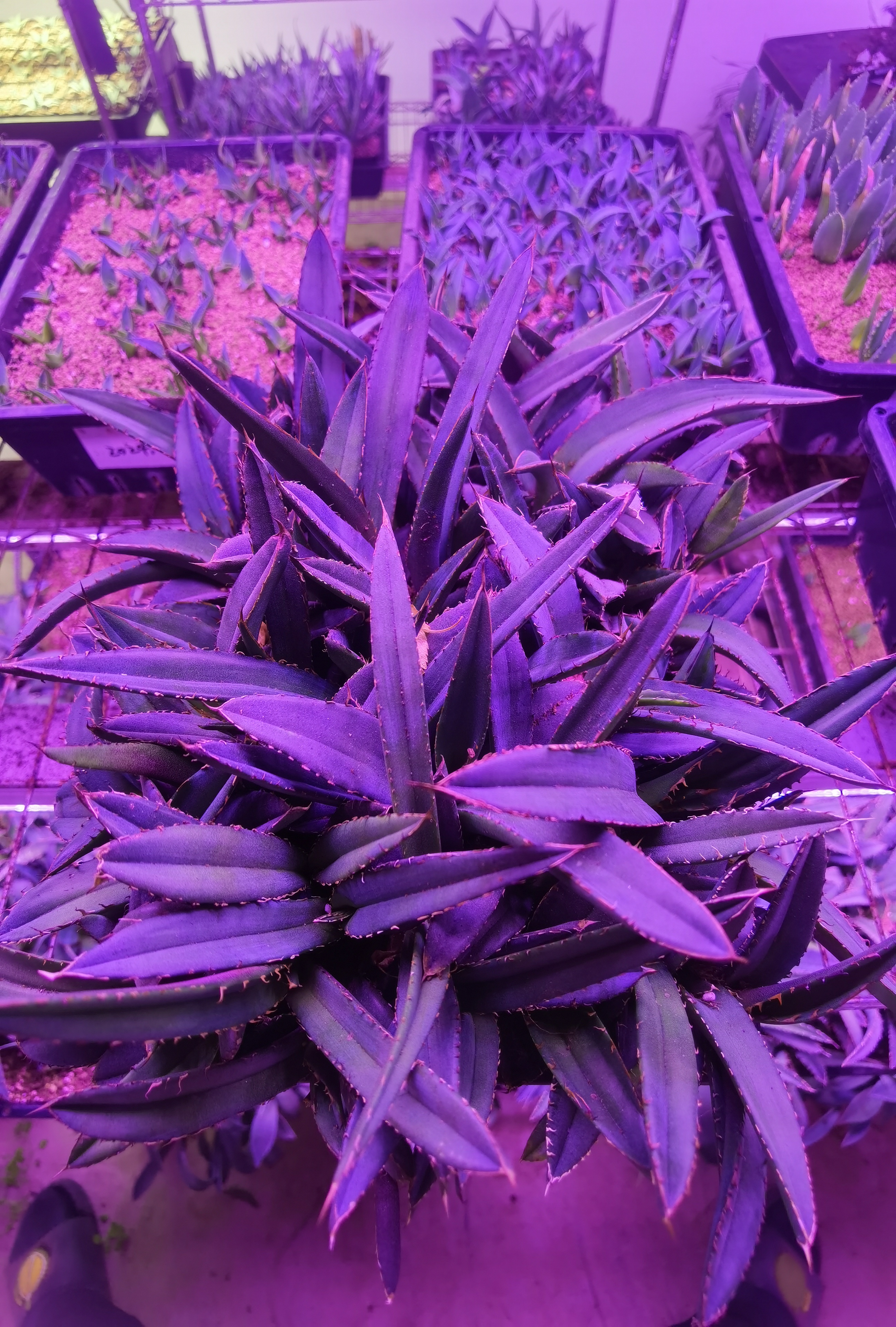 狮尾龙舌兰小苗脱土裸根发货