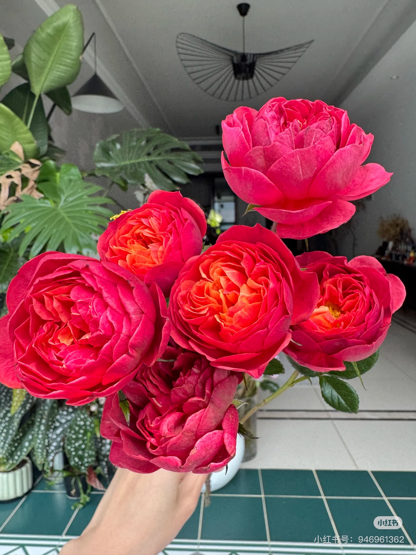 【月季盆栽】樱桃果汁盆栽地栽室内室外阳台庭院四季勤花好养