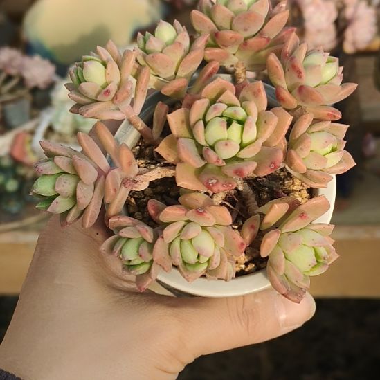 马库斯手捧花多肉植物