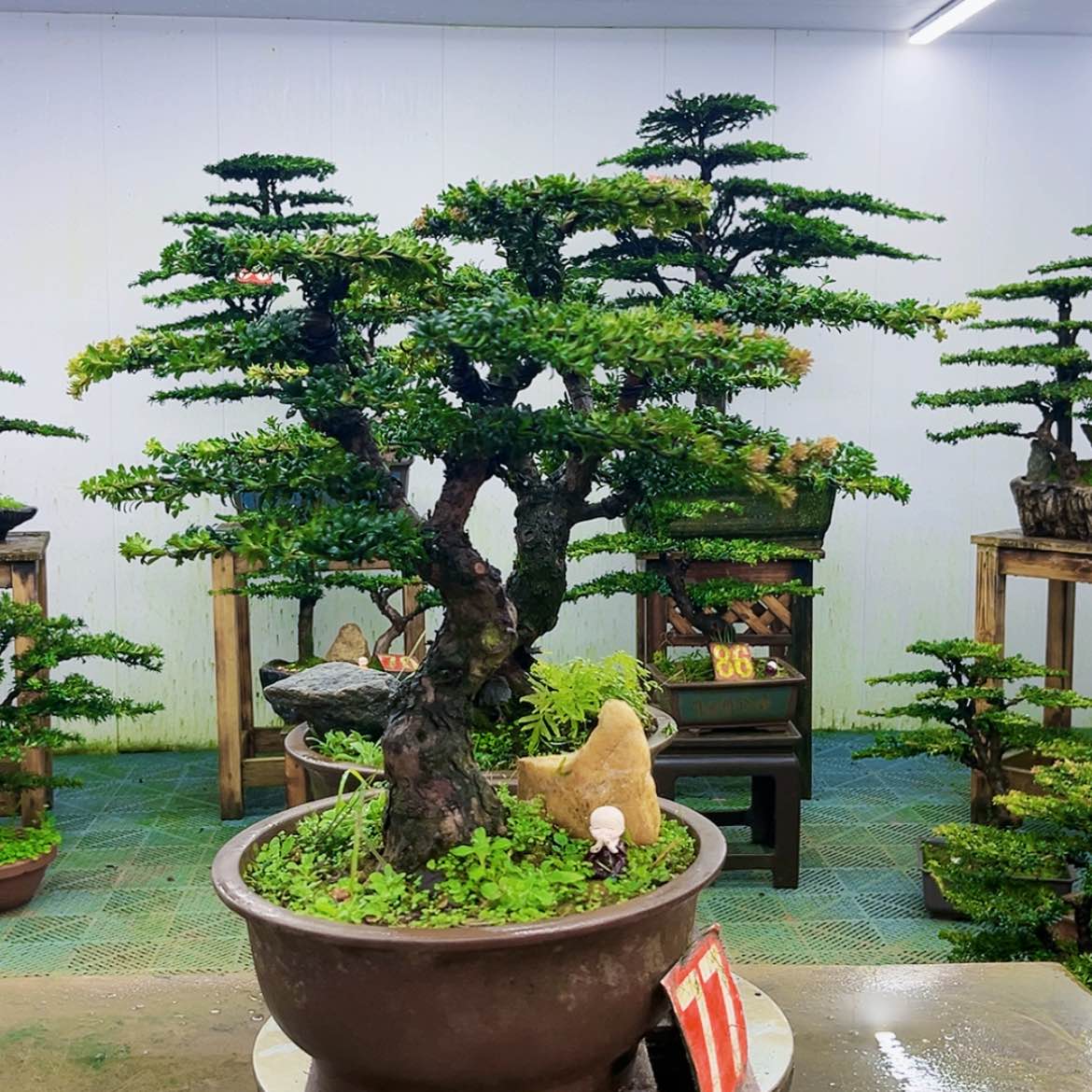 【闪购商品】无花朵