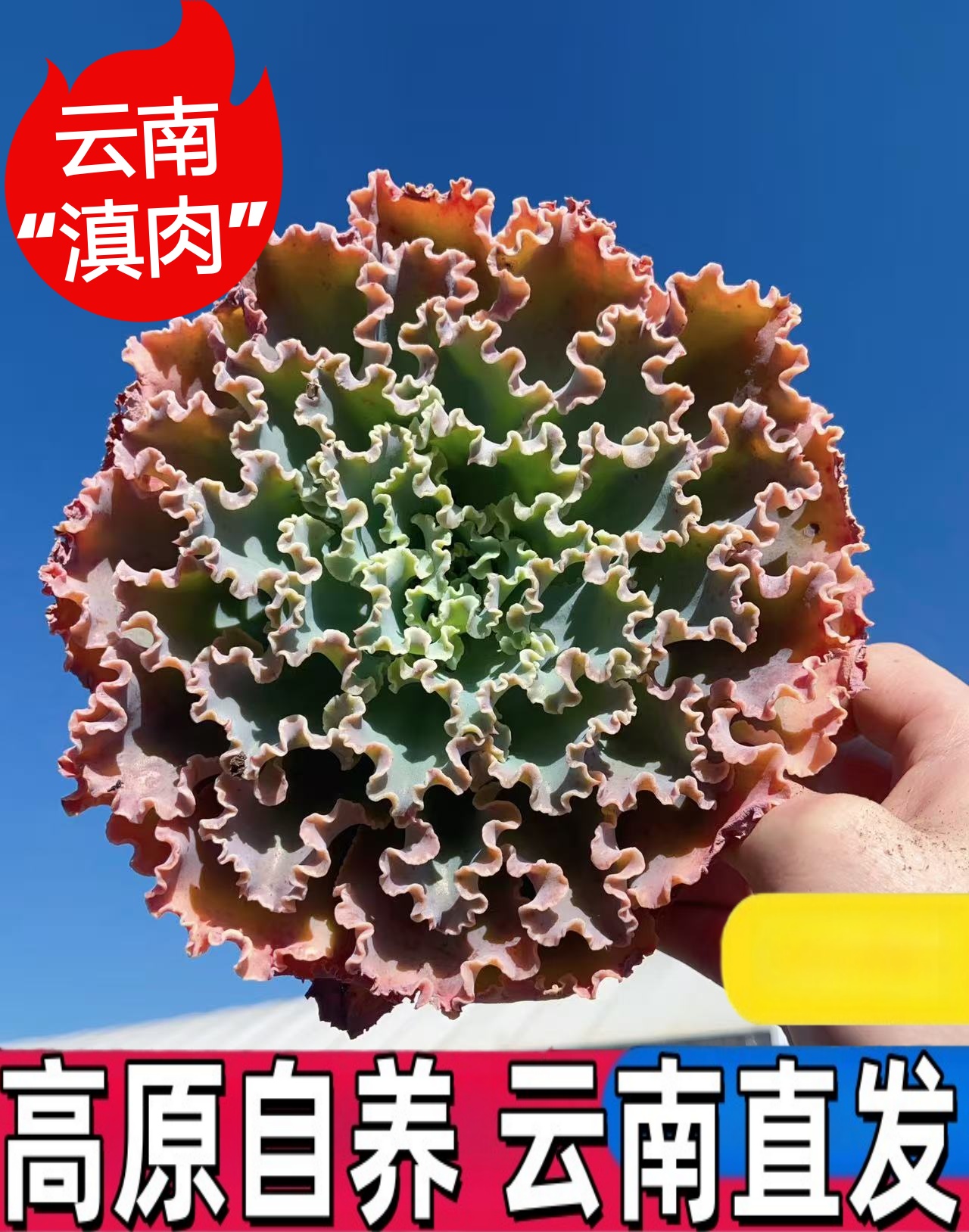 云南花卉绿植盆栽多肉植物自家养殖高原多肉基地直发