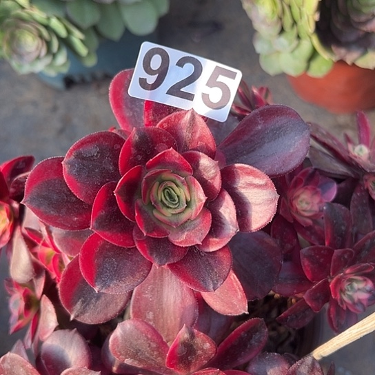 熊*多肉植物一个缺枝