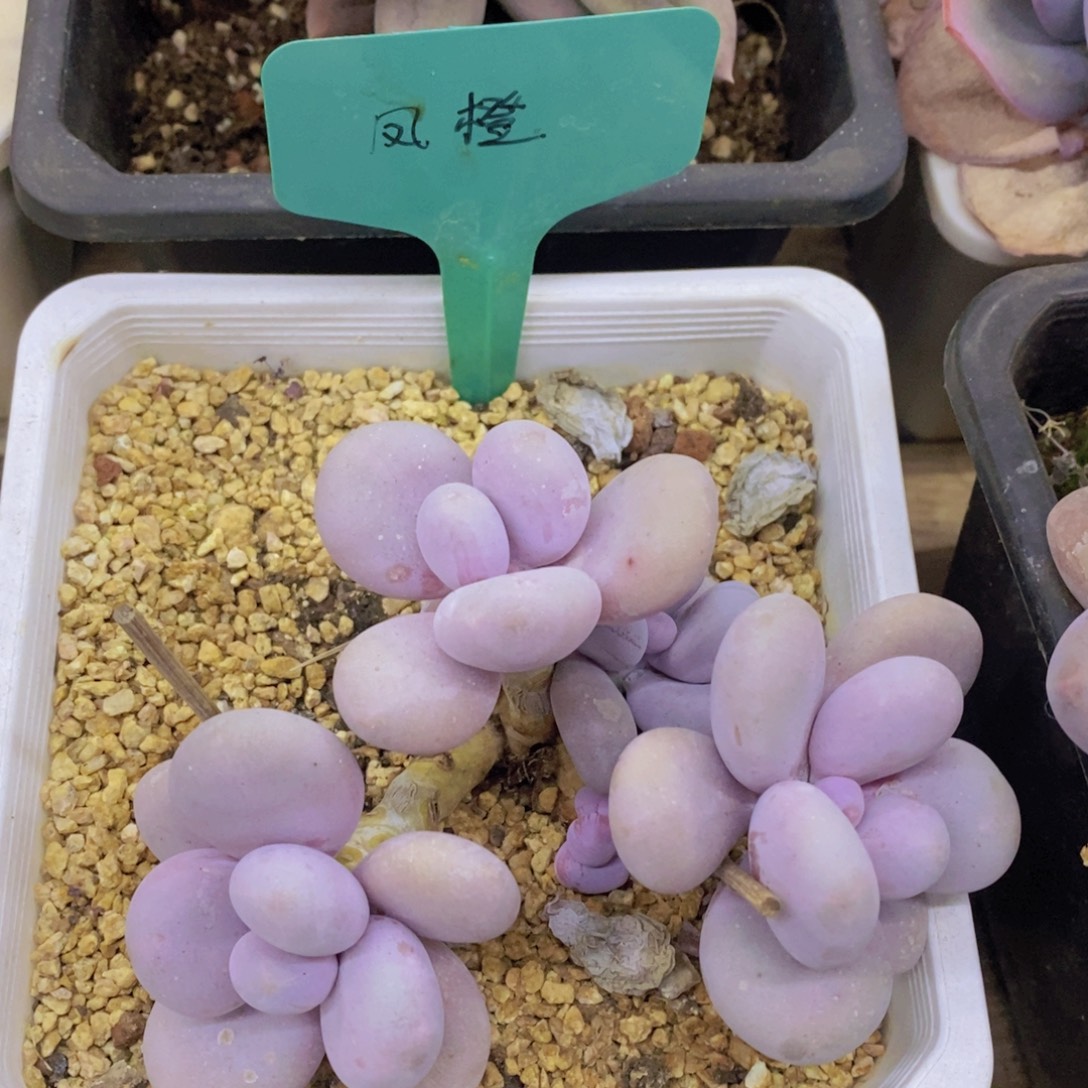 清货转场，一单包邮，满5宋1