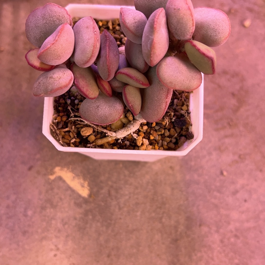 人***天红蛋。          多肉