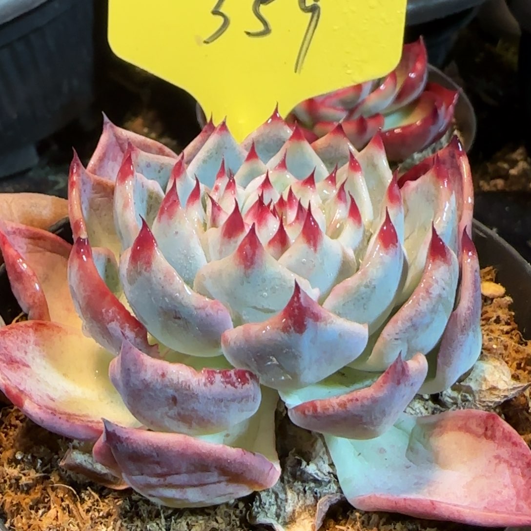 特殊叶形惊鸿一物一拍包装收缩花旱359