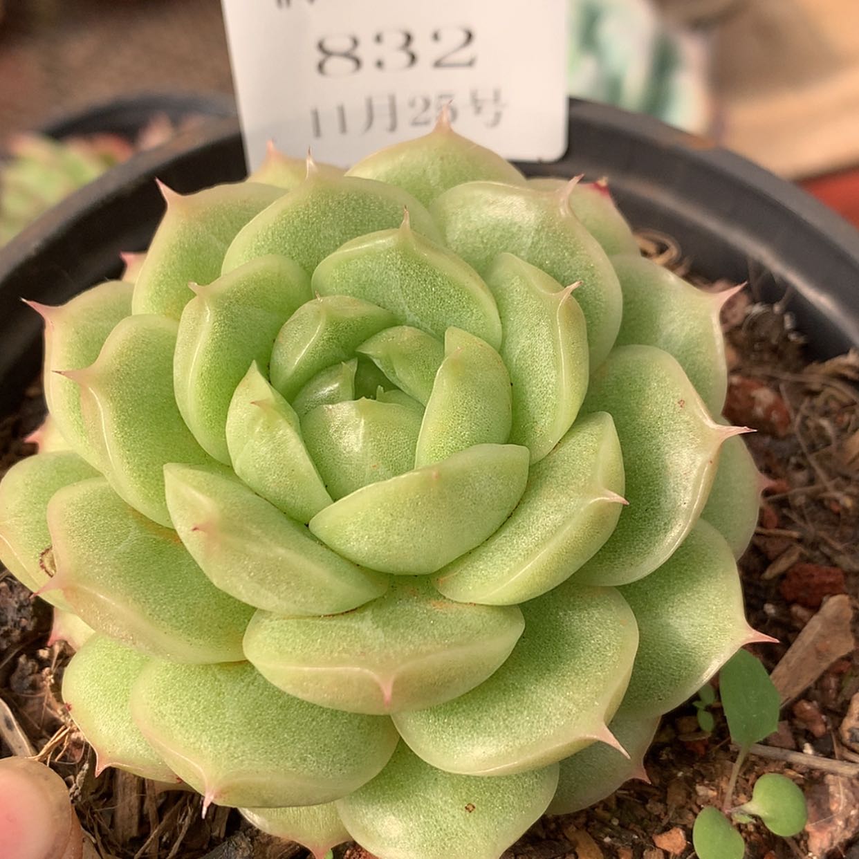 【闪购商品】云832号珍妮6厘米