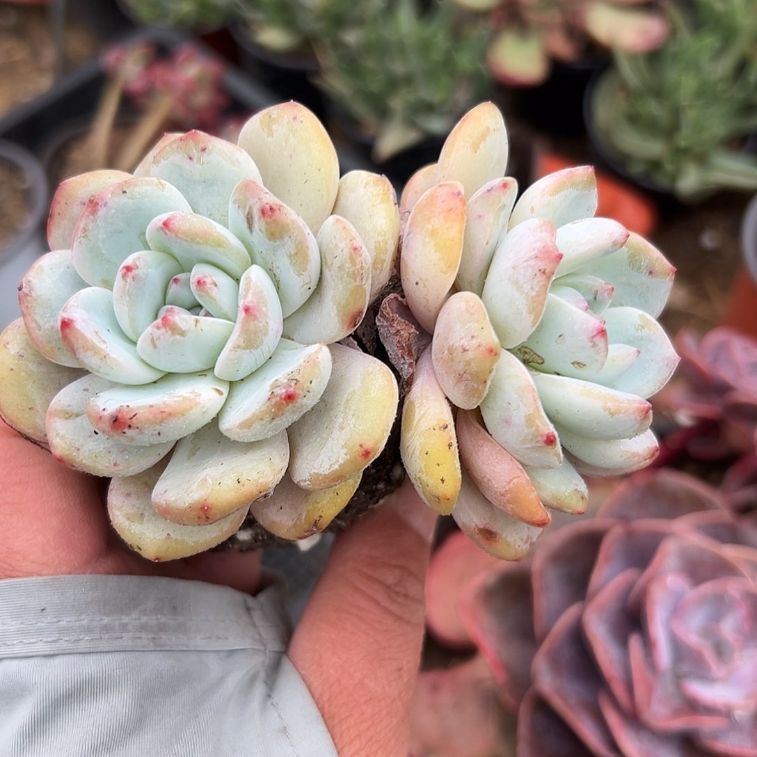 多肉植物多肉植物