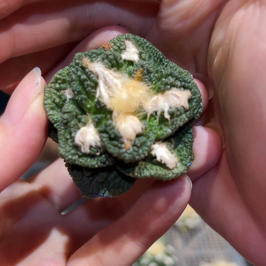 4cm无根福利龟甲牡丹