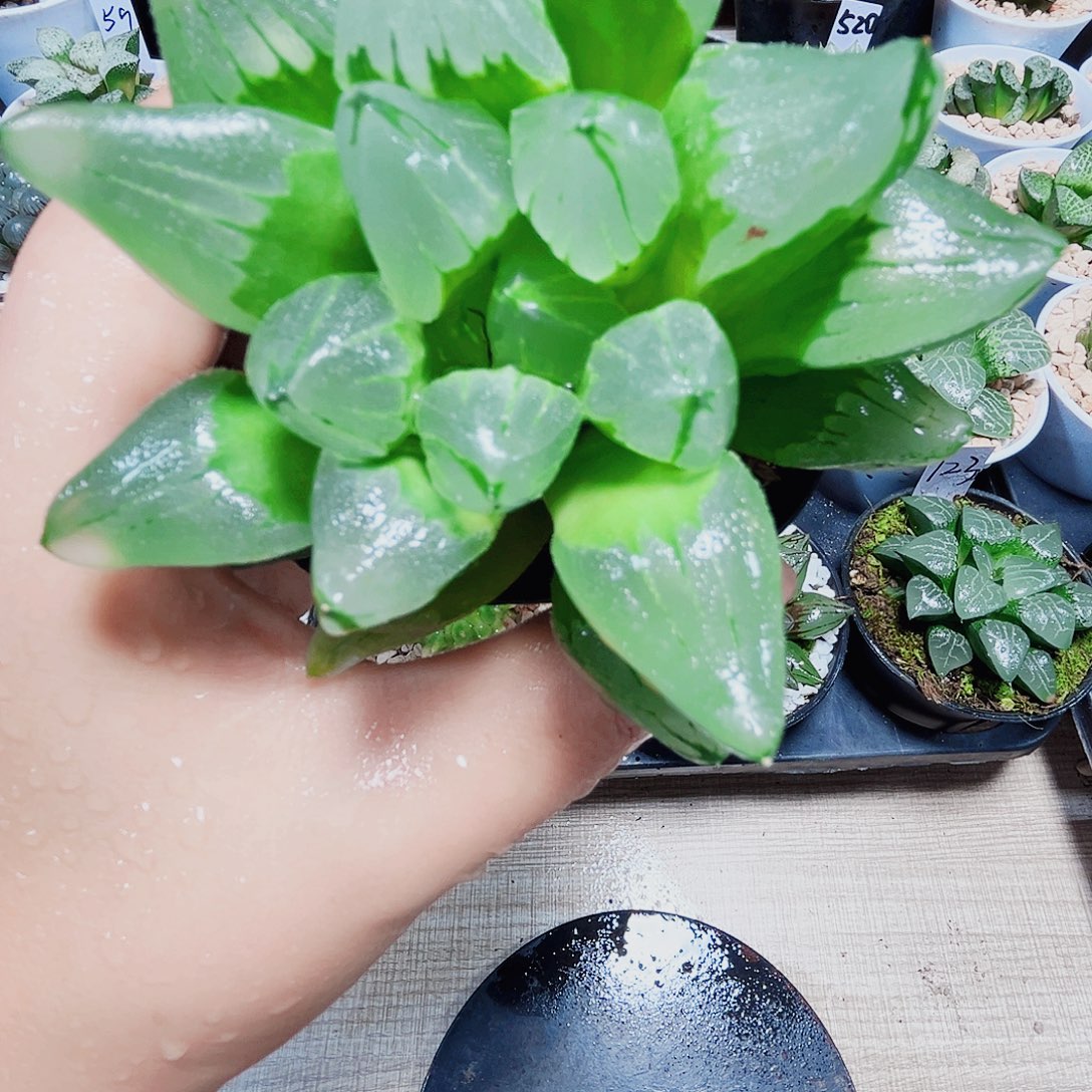 冰城寿多肉植物66666