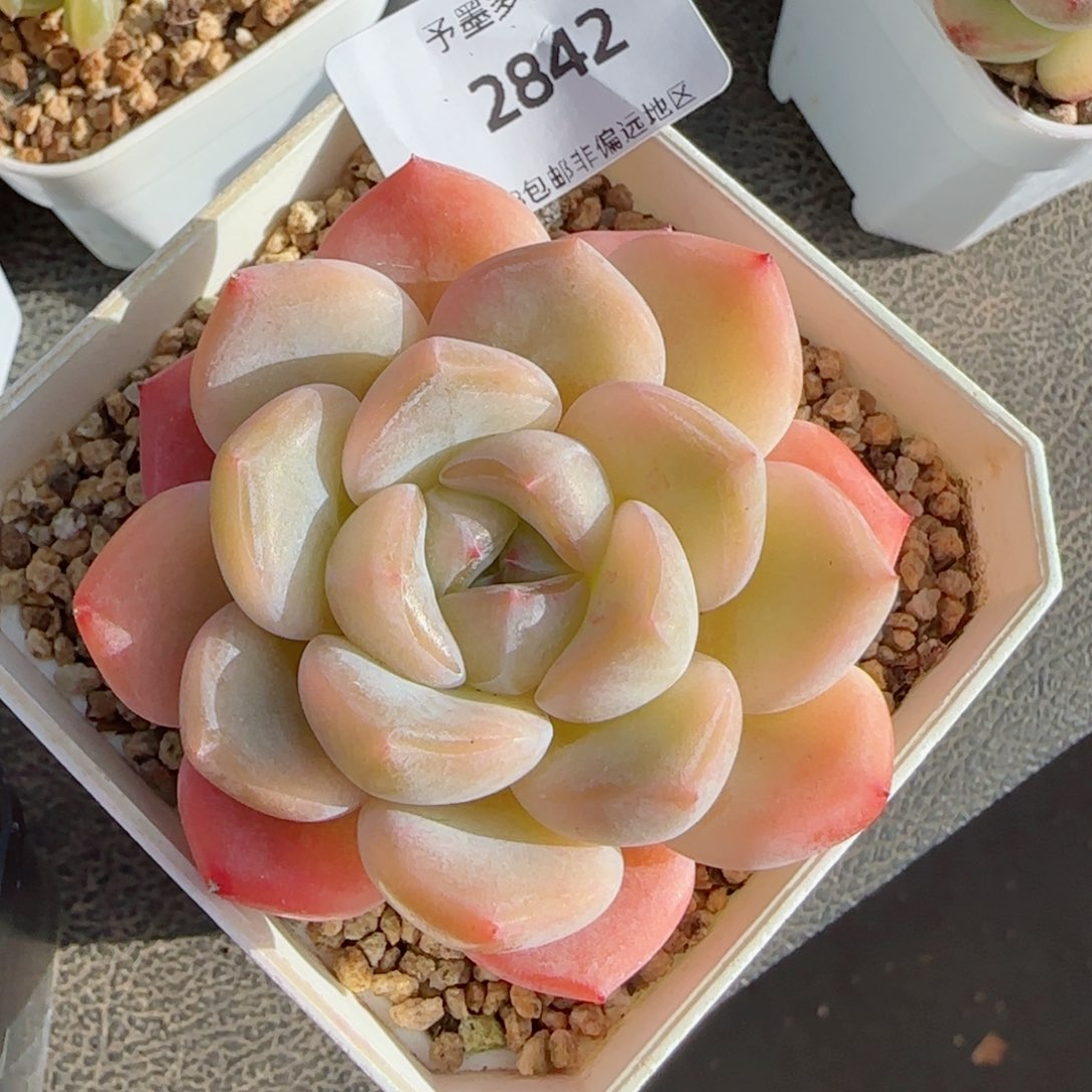 开播福利，2842多肉植物