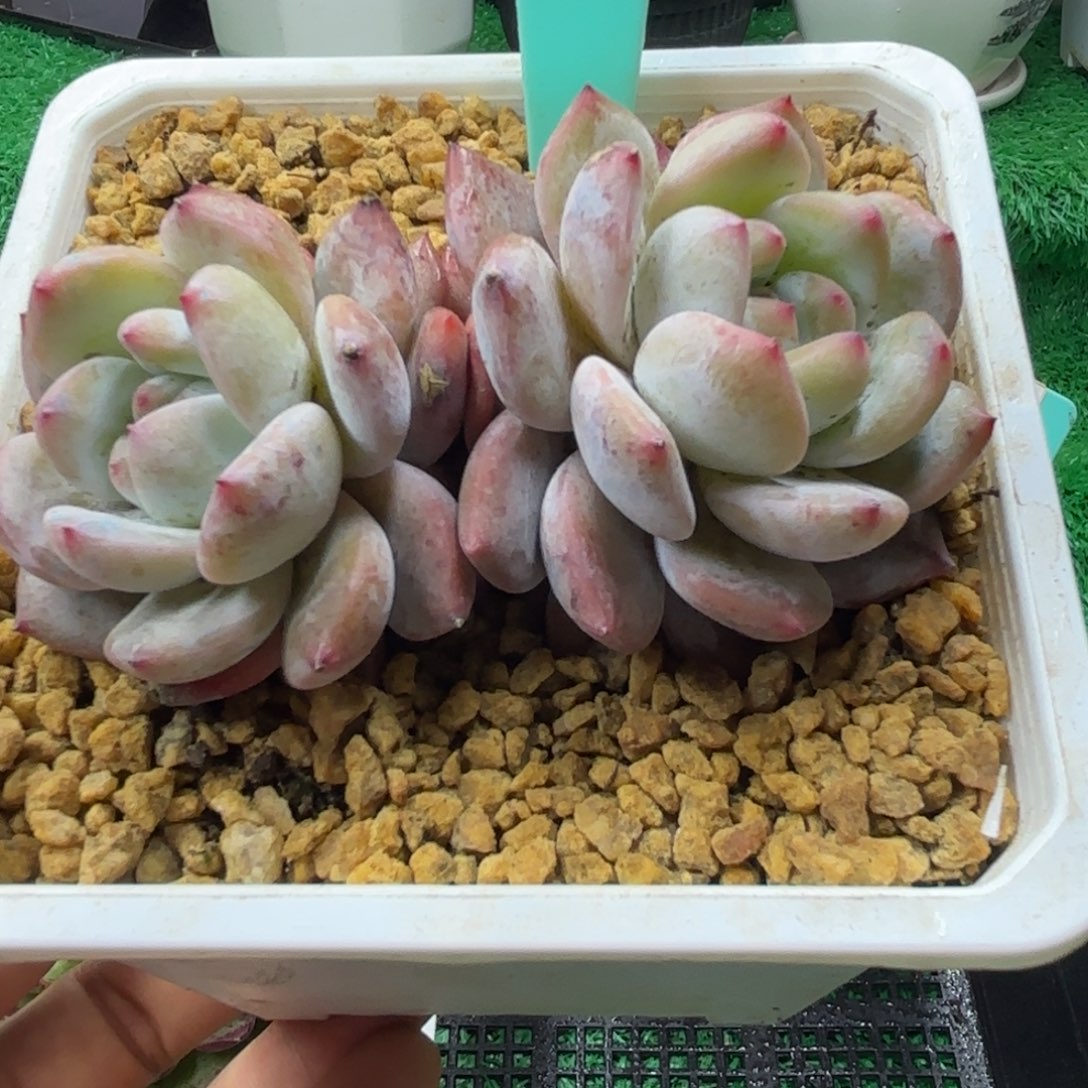 唐二姐多肉编号143