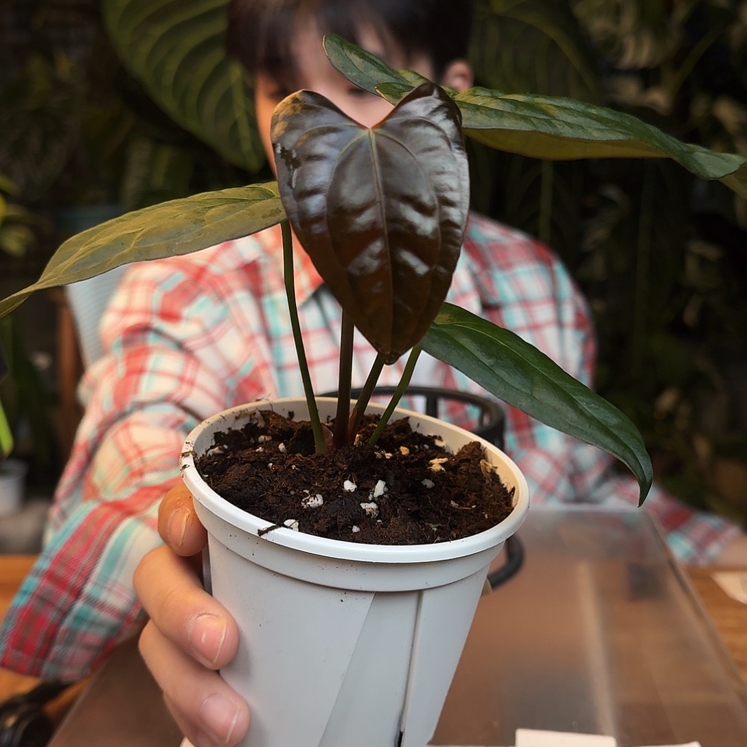 完全开放L12立耳波特杂南美戴斯