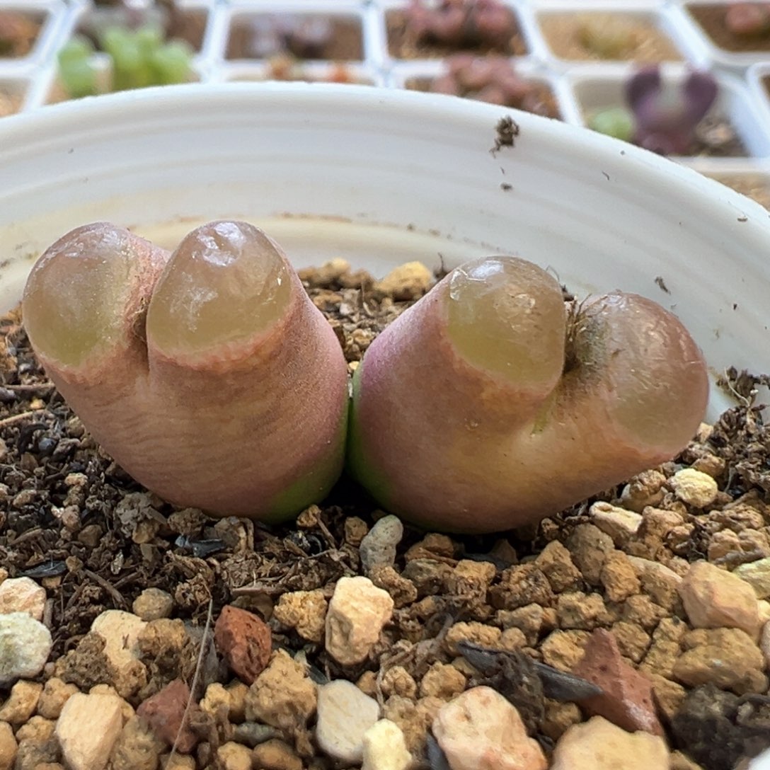 双头克里普兰 肉锥植物