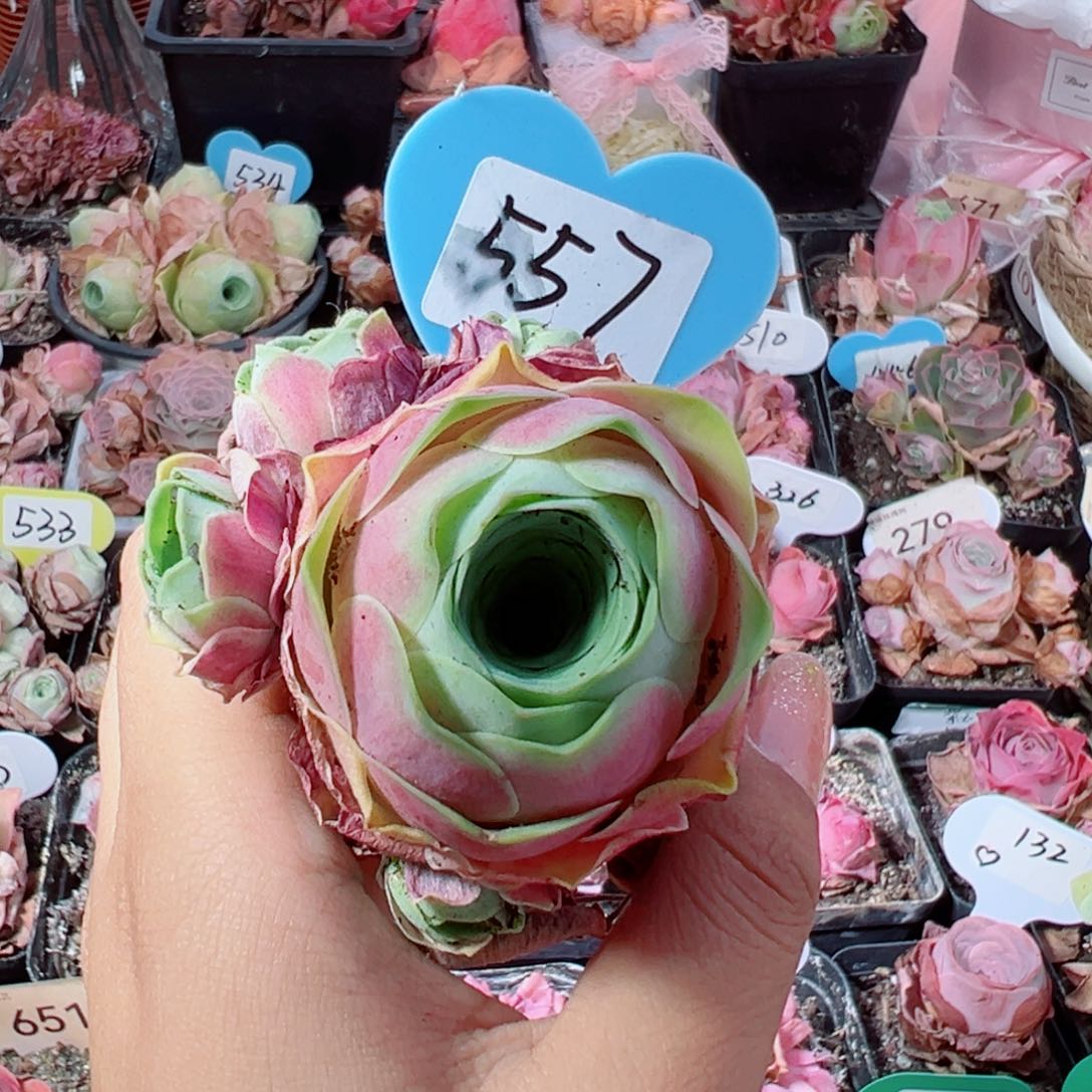 557血樱群。         