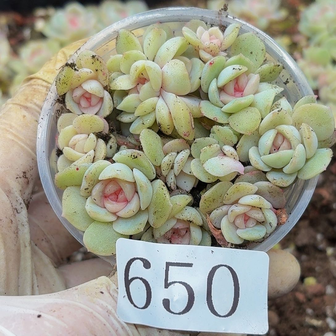 多肉植物多肉植物650