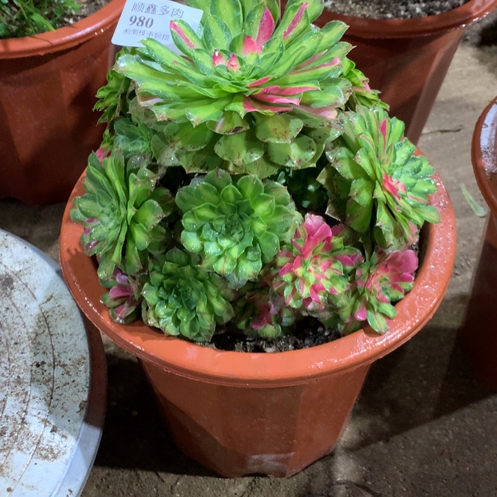 小***猫980知否多肉植物特价