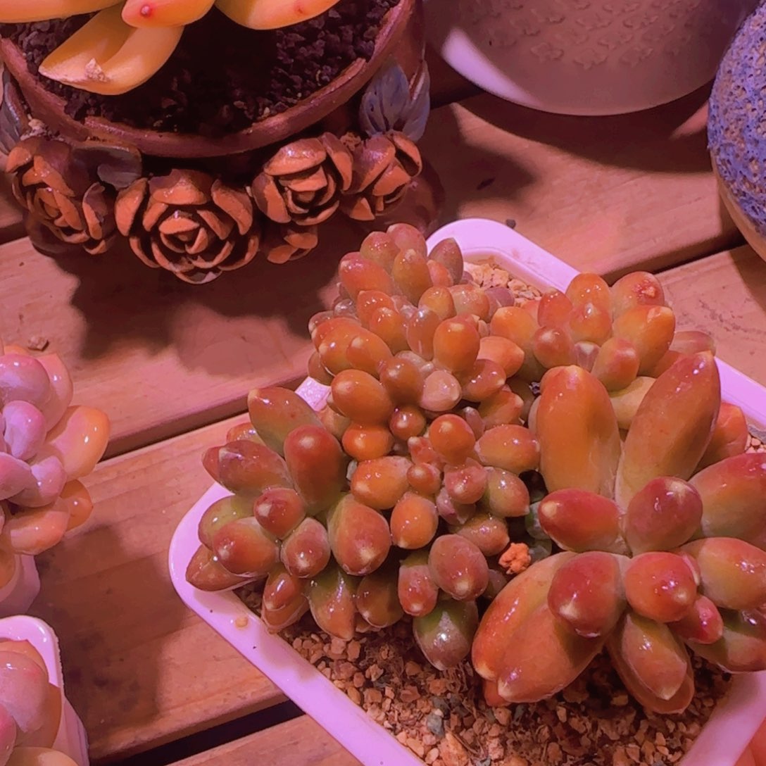 多肉植物多肉植物