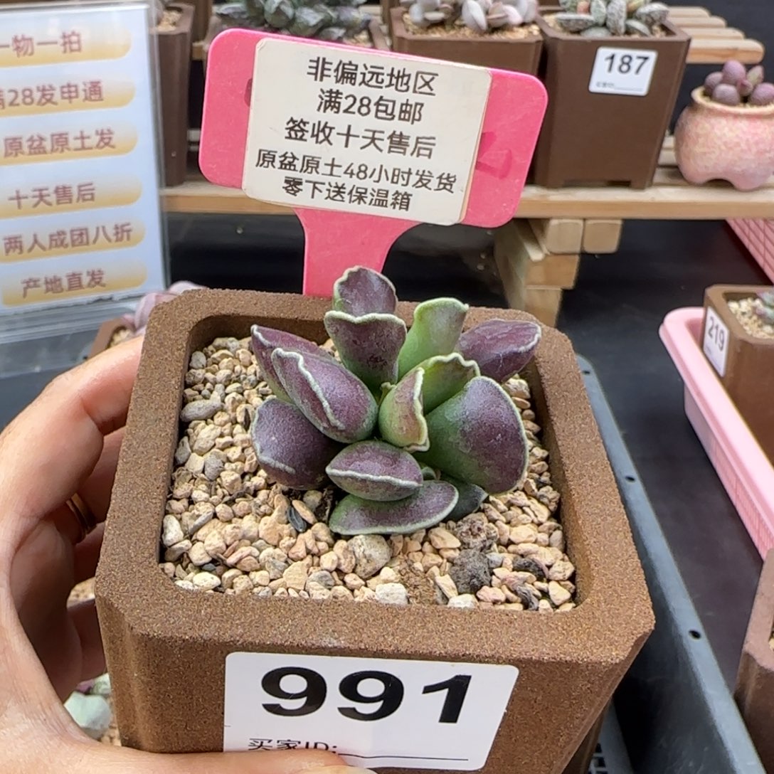 六***一991紫库博多肉植物