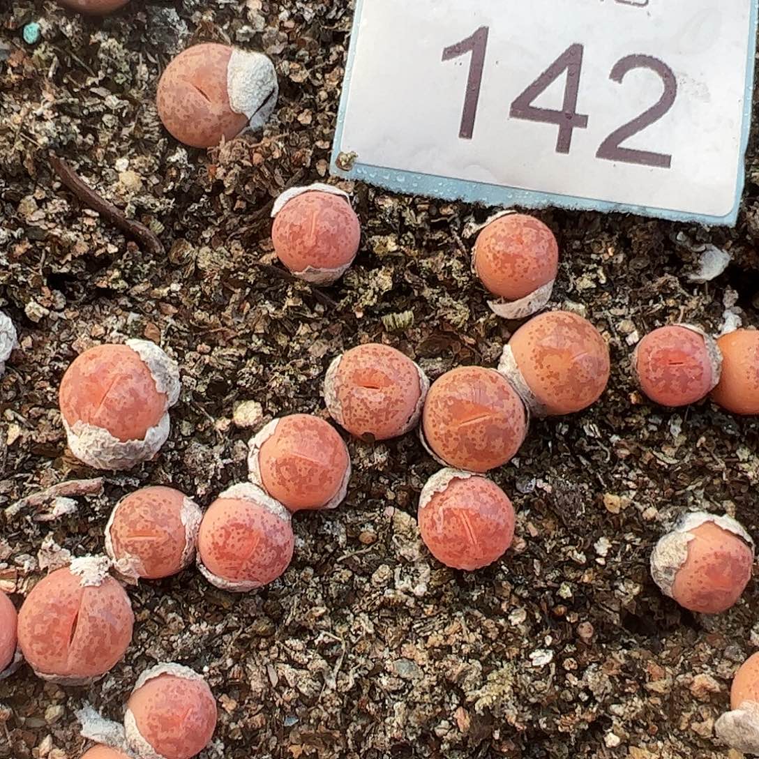 0000142量拍粉彩妍玉3颗