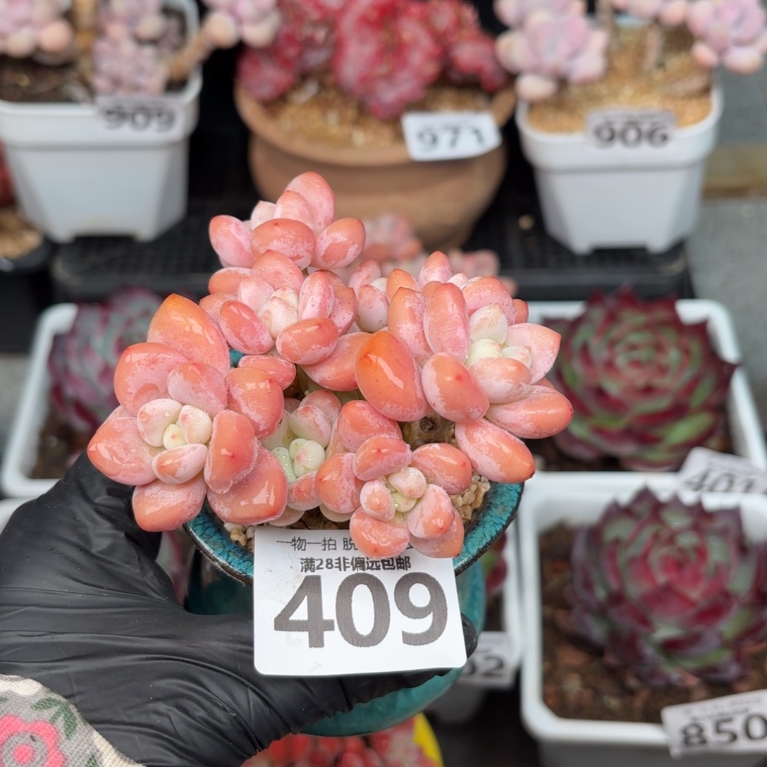 樱花洛神无盆土发货