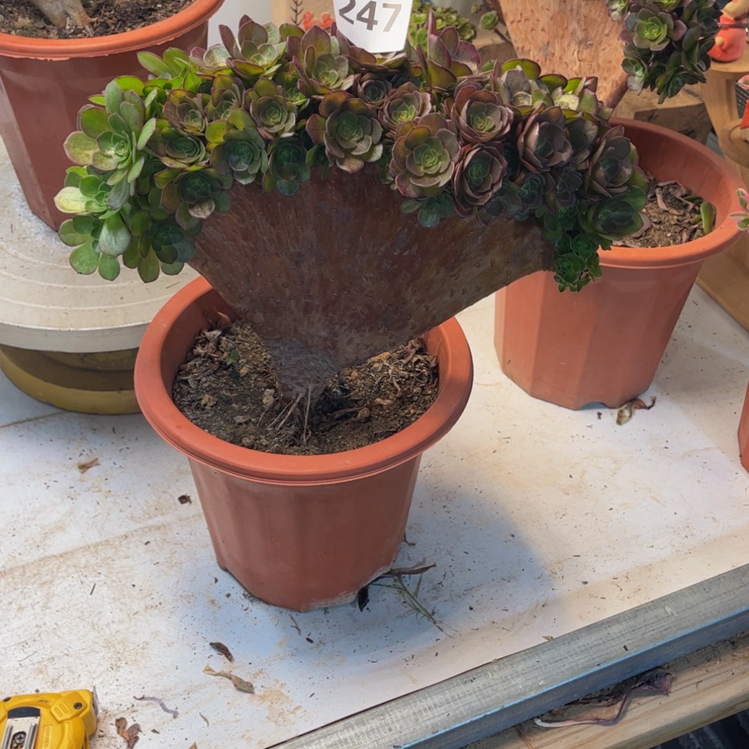 *****多肉植物万缀朵朵247