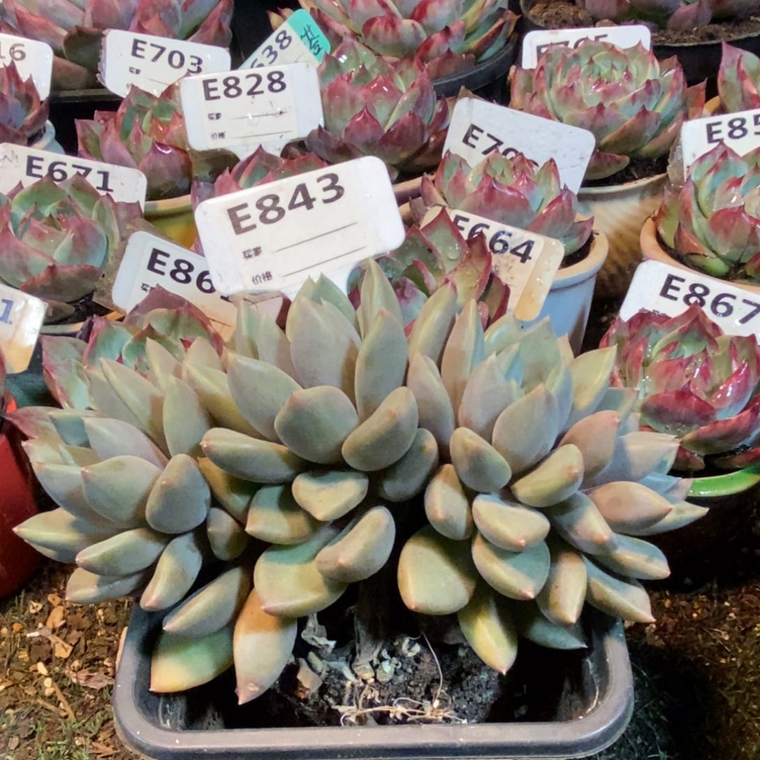 红象牙朵朵缀843