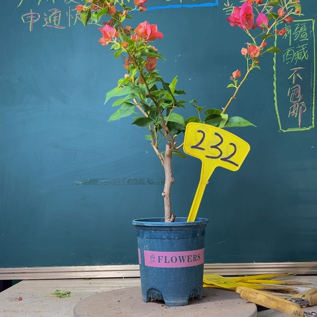 当前无花栽培后可以开花福利 暗斑夕阳红 232