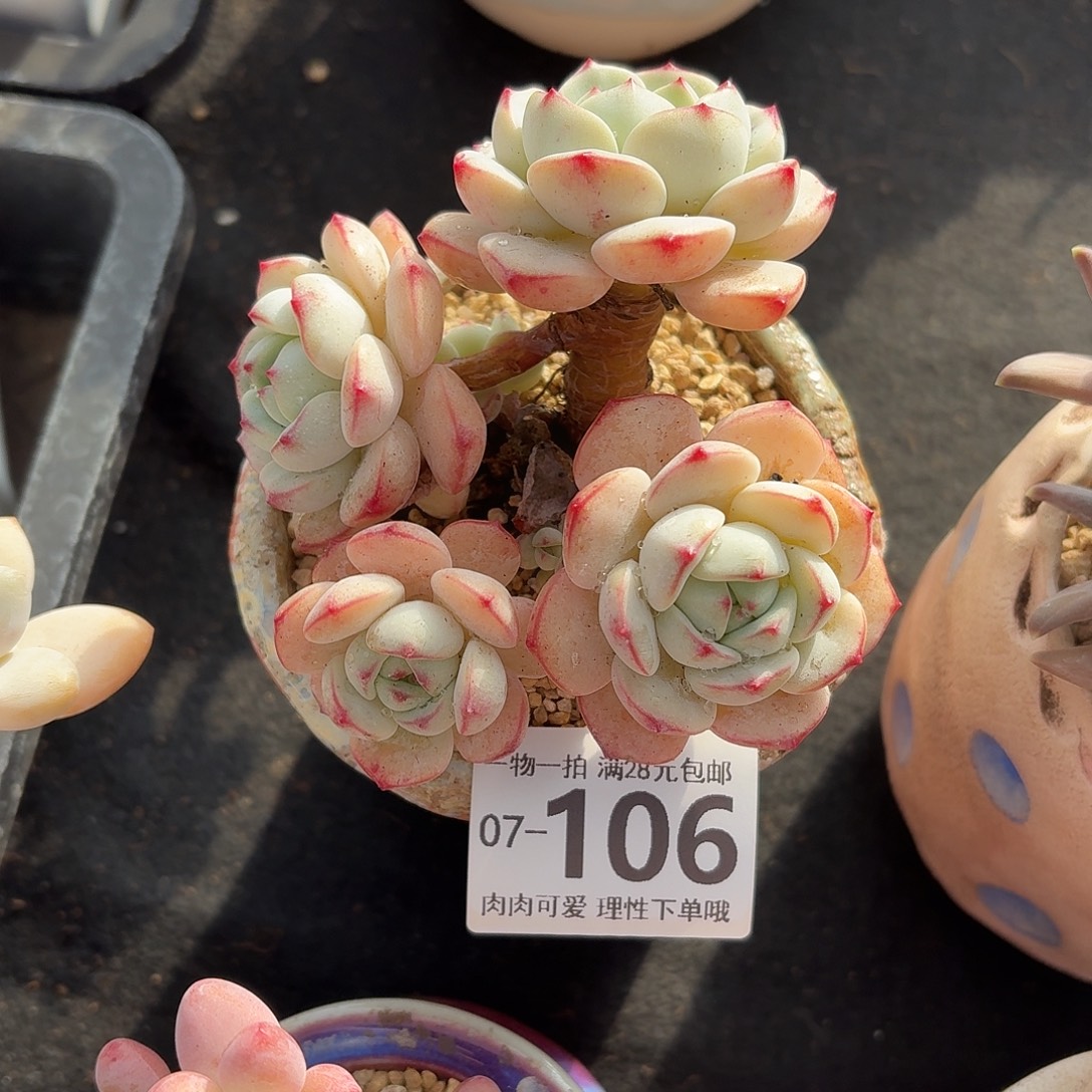 白底香草无盆土发货