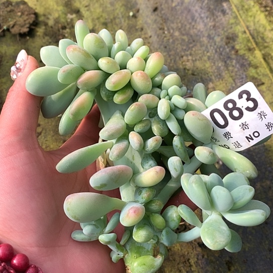 洛神缀化083 亏本处理退款拉黑7-8天发货