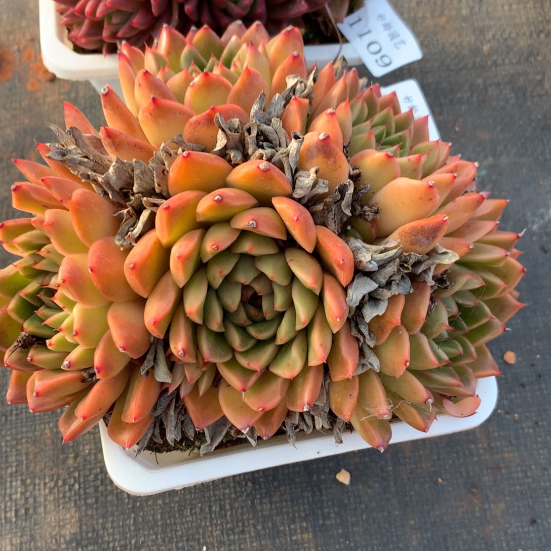 1110新年快乐发发发