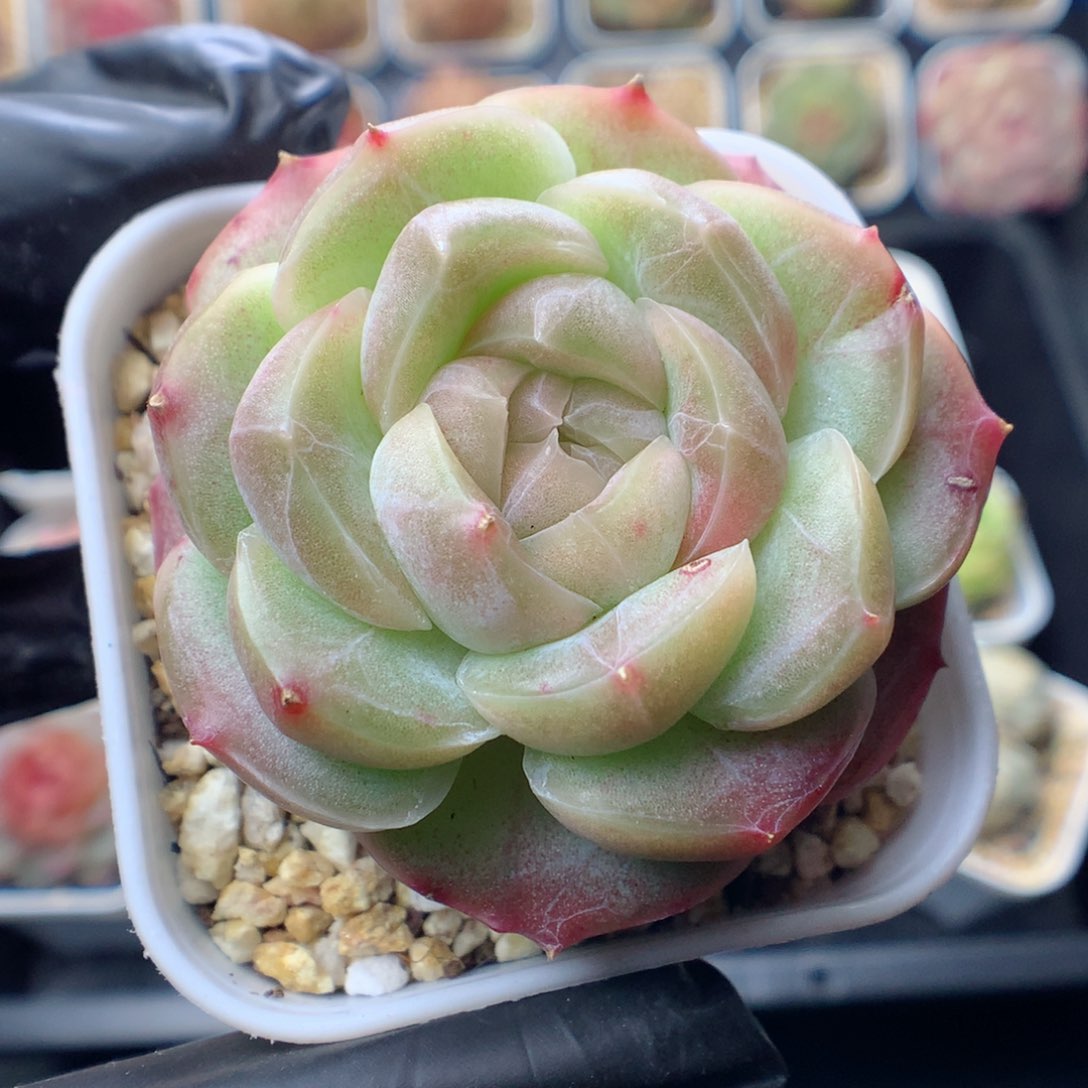 多肉植物。 糖心30