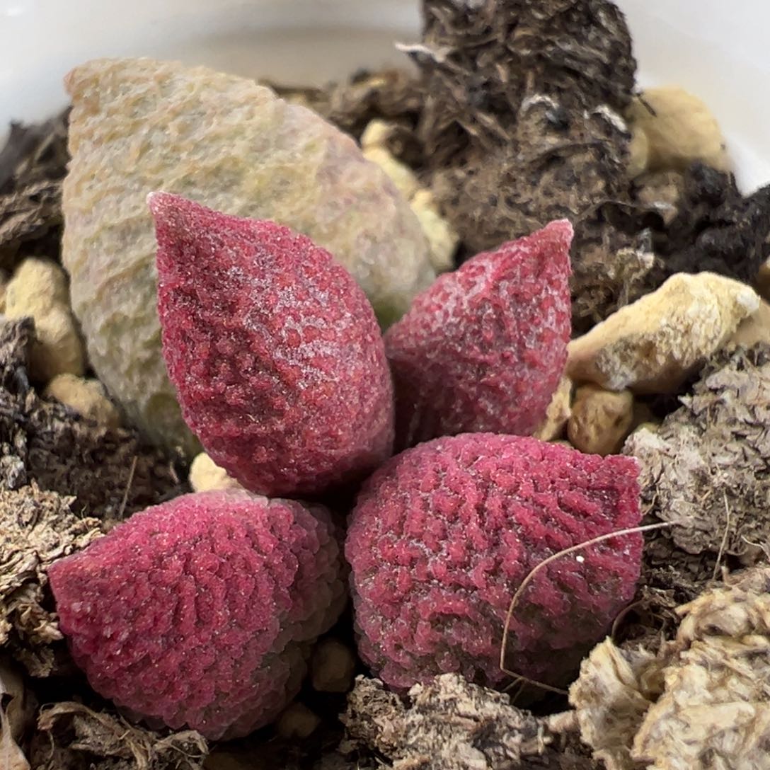 57号少女心腹部系多肉植物