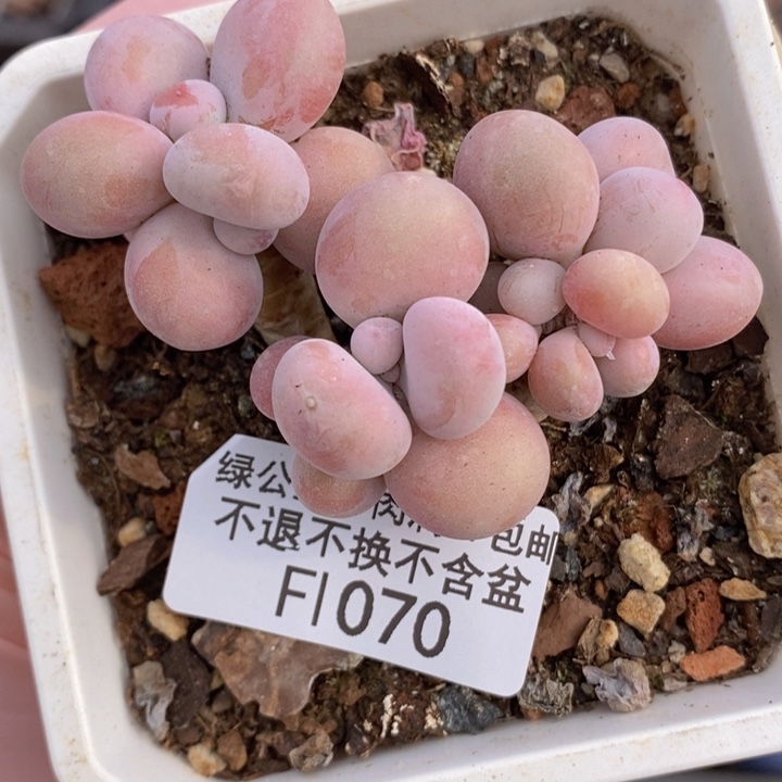 腰子桃蛋6cm1070多肉植物