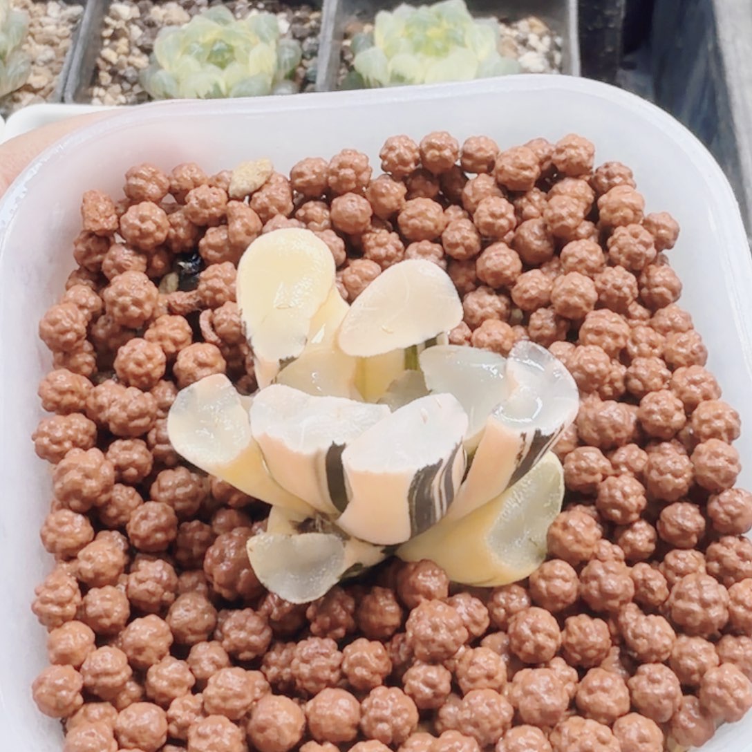 无花朵十二卷 透镜万象锦