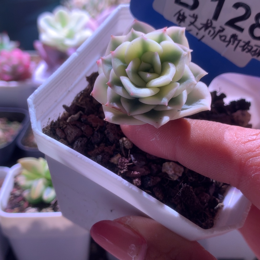 艾格尼丝玫瑰覆轮锦有根