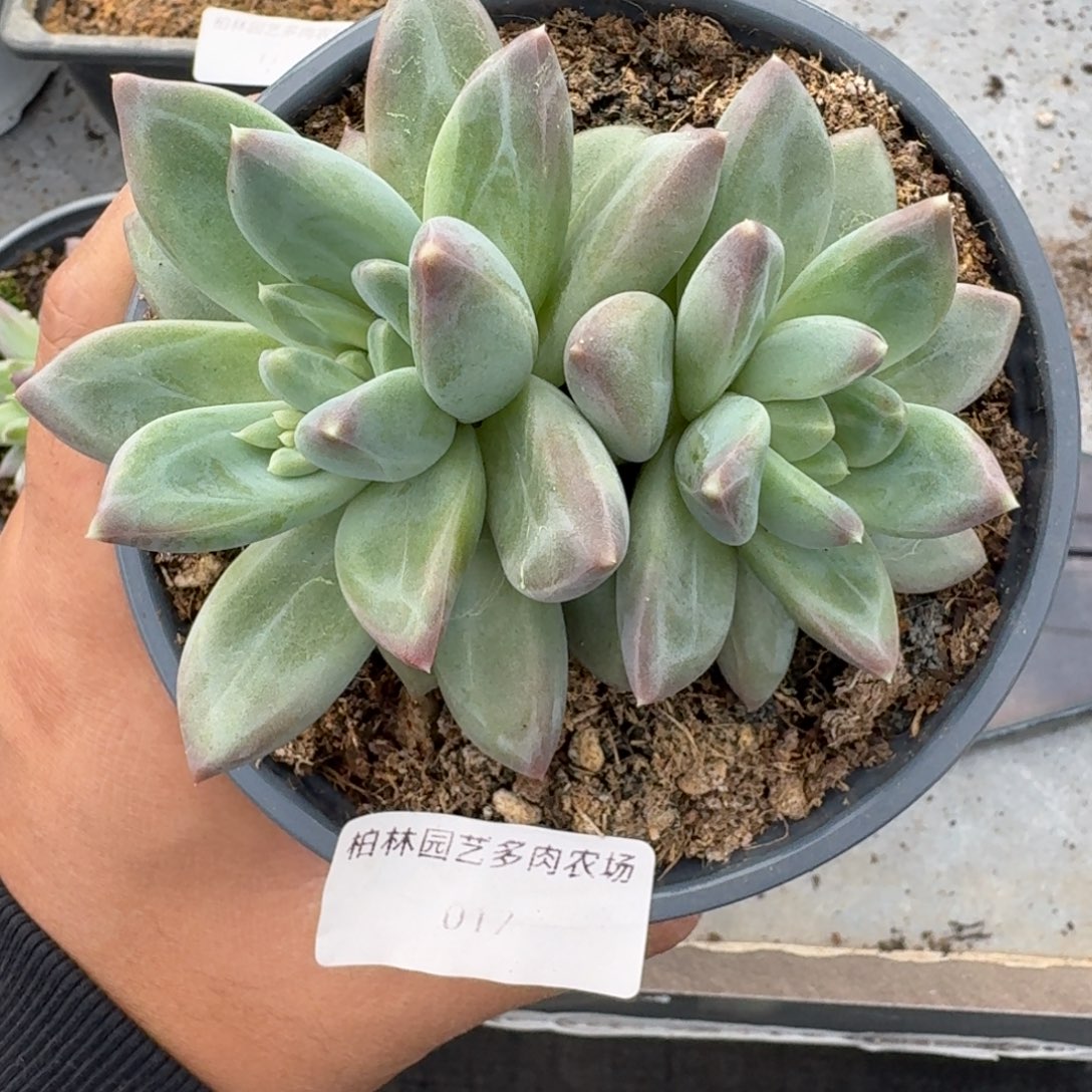 017 美人杂交 一物一拍