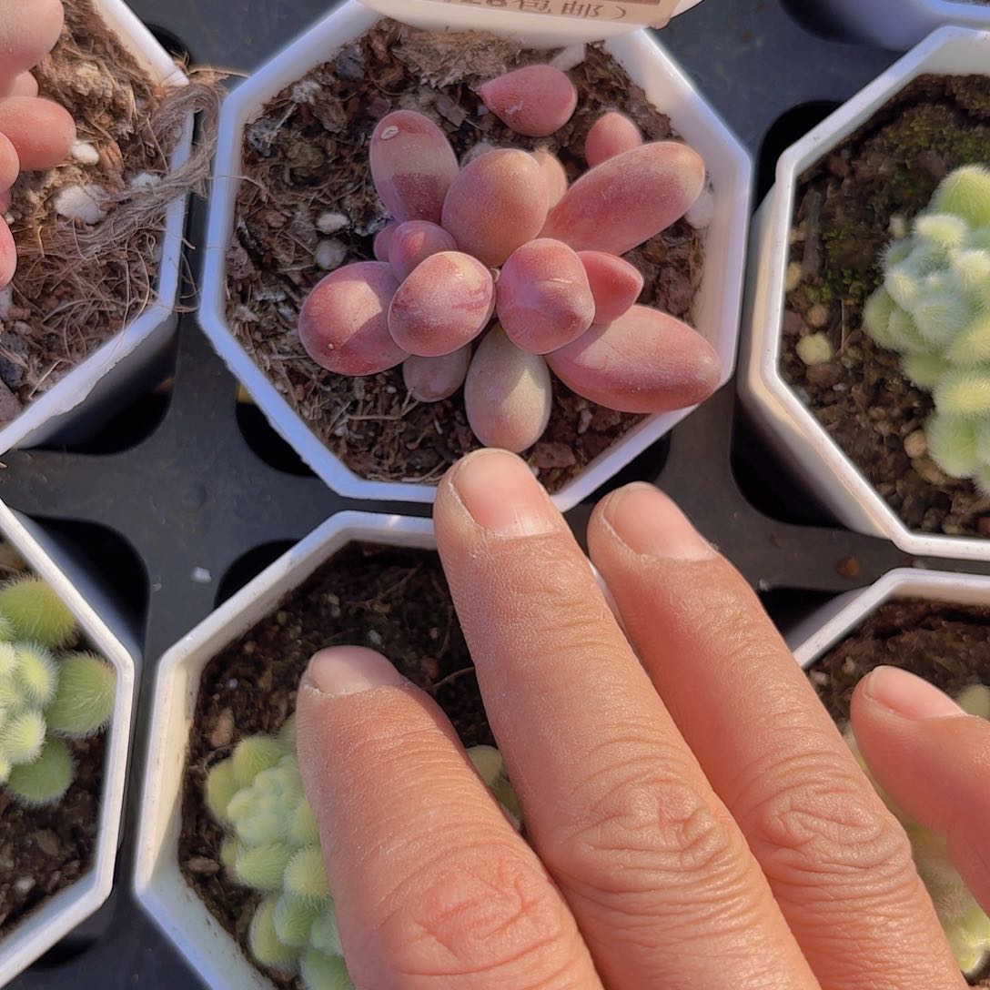 A302糖果美人一物一拍