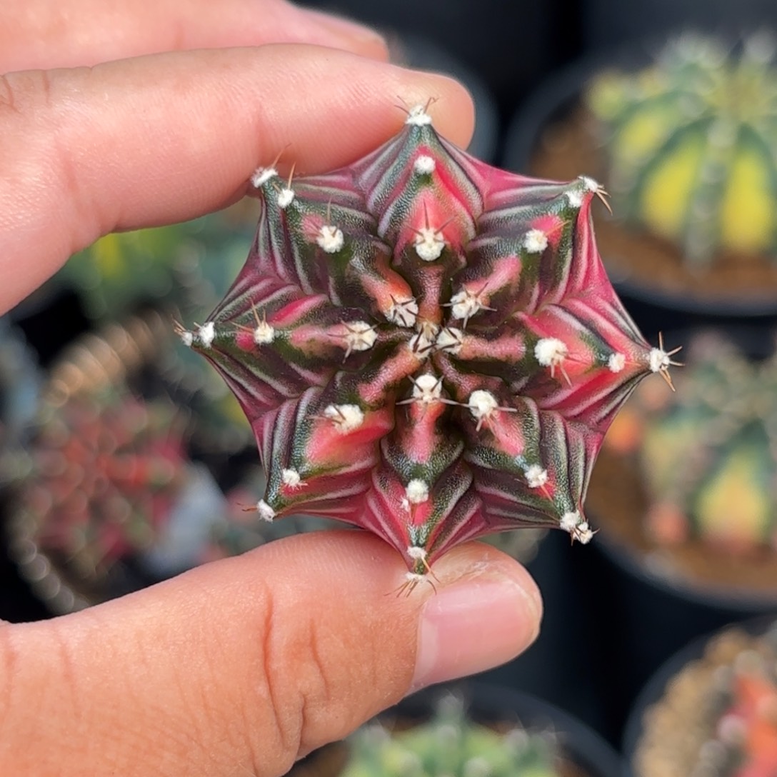 泰系米哈仙人球red love81