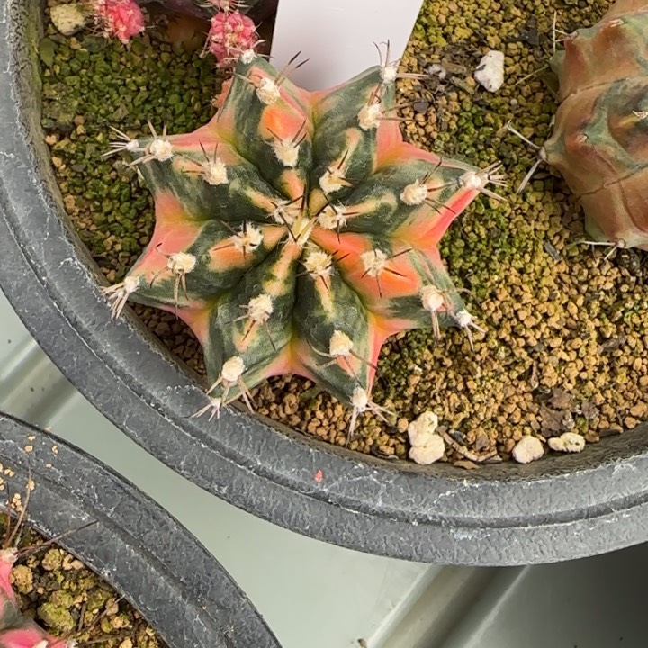 77-0208脱土发多肉