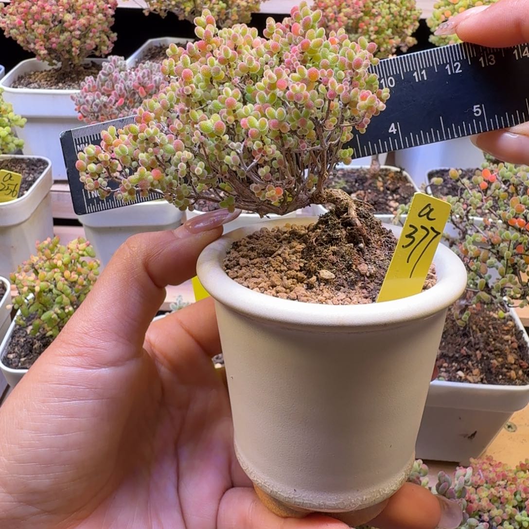 a377号蜜橘冠服8厘米左右带盆发