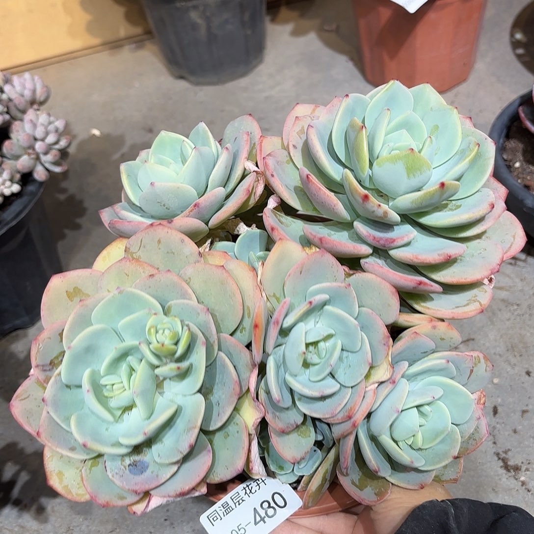 同温层多肉白月光480