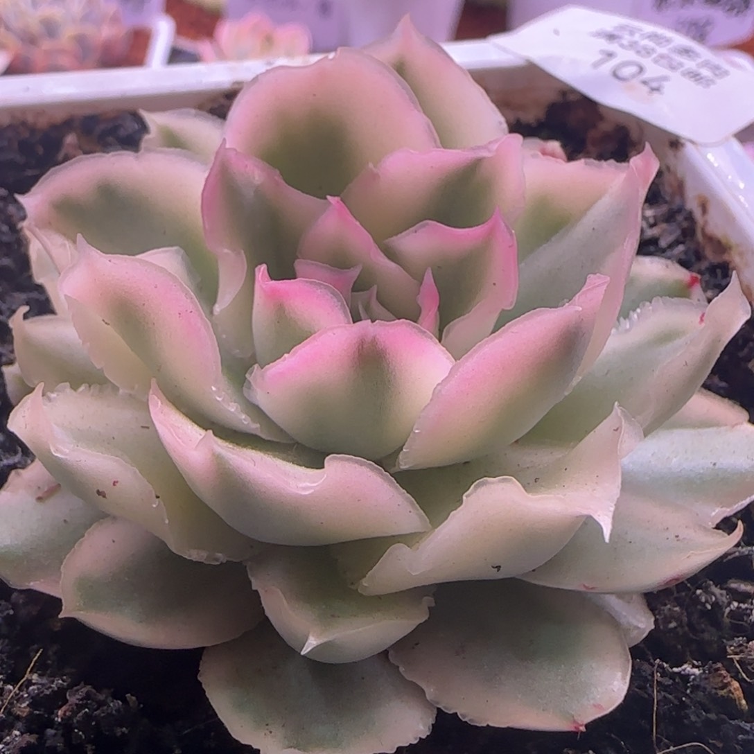 紫蝴蝶锦 多肉植物104